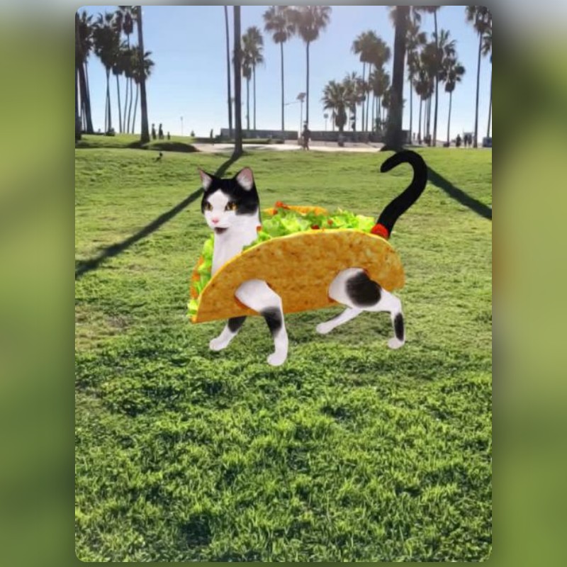 由 Snapchat 创作的 Taco Cat 滤镜 | Snapchat 特效镜头