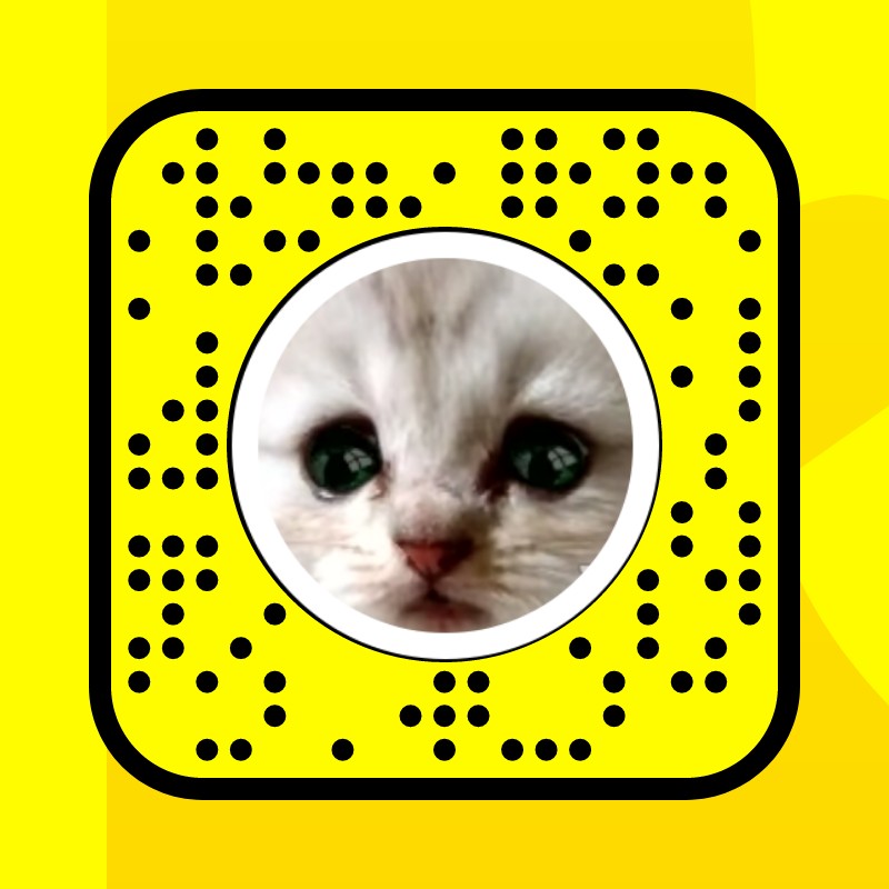 Cat Not a Lawyer Lens by Corey O Snapchat Lenses and Filters