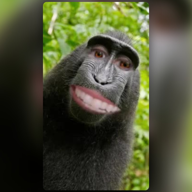 Monkey Selfie Lens by Phil Walton - Snapchat Lenses and Filters