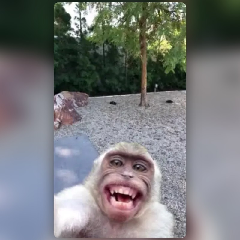 Monkey Selfie Lens by Insyira - Snapchat Lenses and Filters