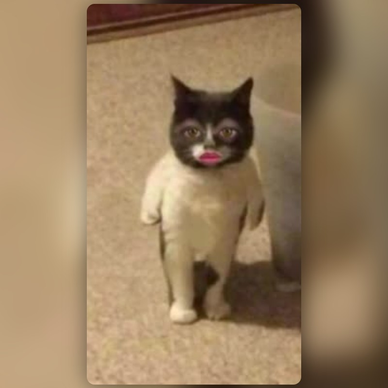 Standing Cat Meme Lens by Insyira - Snapchat Lenses and Filters