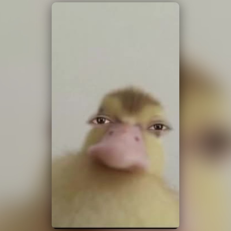 duck face for safa Lens by 3atotii - Snapchat Lenses and Filters