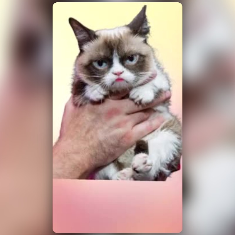 Grumpy cat Lens by Morgan - Snapchat Lenses and Filters