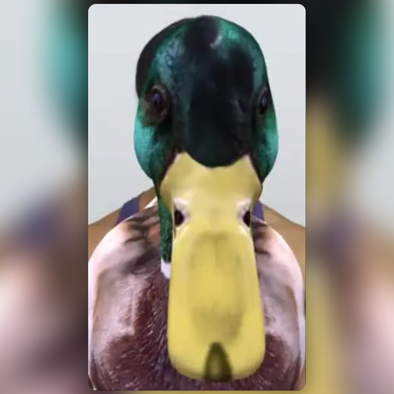 Duck-3D Filter by محمد | Mohammed | Snapchat Lenses