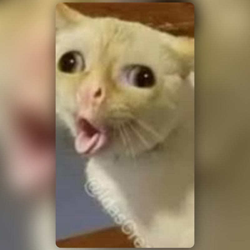 Thumb cat meme Lens by Bakhtiares - Snapchat Lenses and Filters