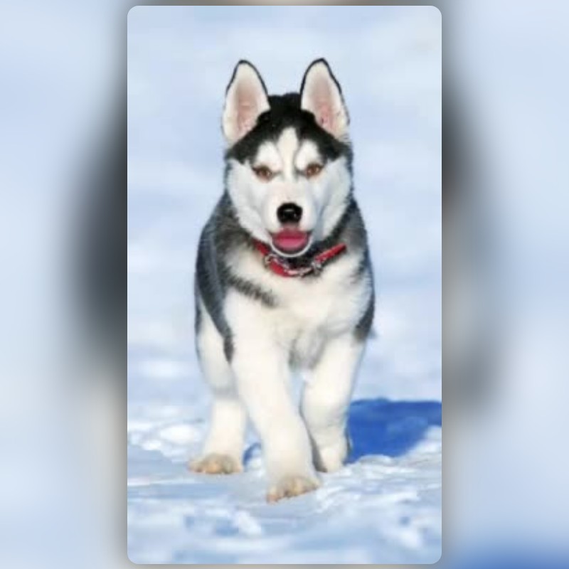 Dog the Husky Lens by Lentera - Snapchat Lenses and Filters