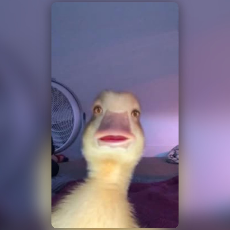 duck face Lens by Patrick Gauthier - Snapchat Lenses and Filters