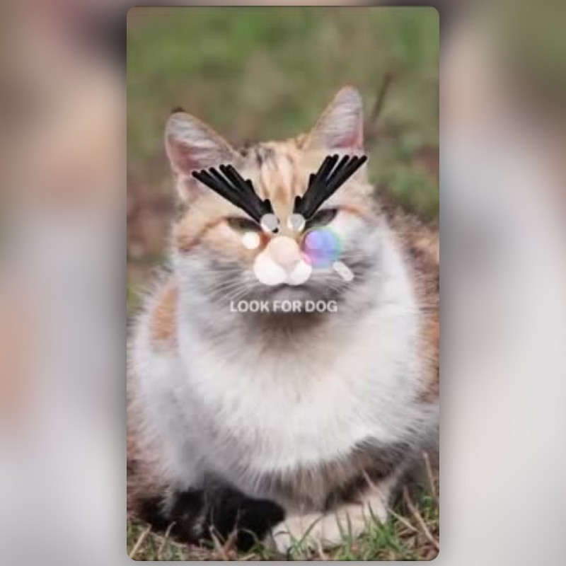 angry pet eyebrows Lens by Runente Media - Snapchat Lenses and Filters