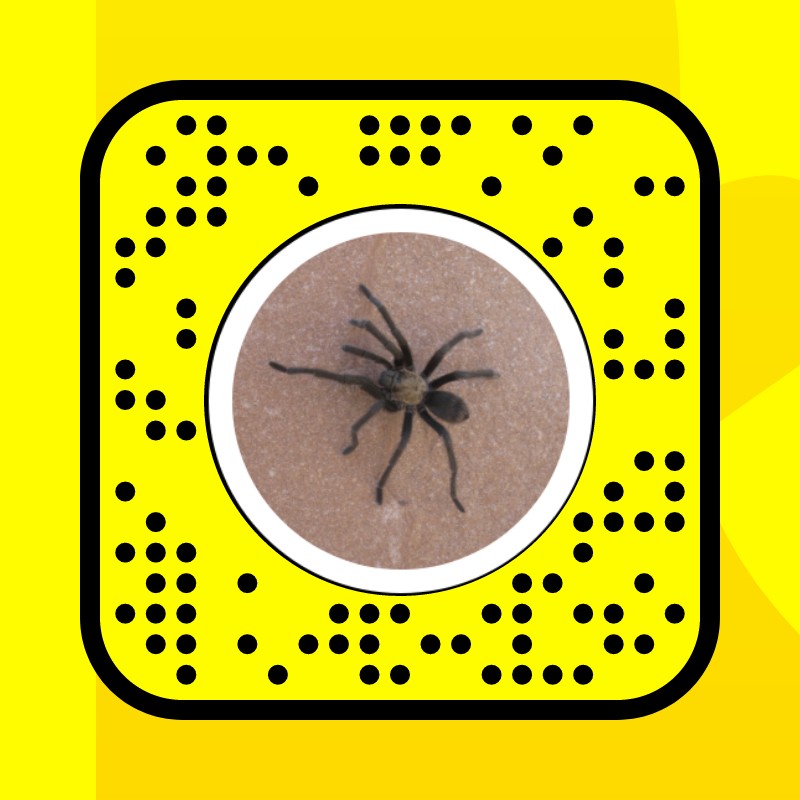 spiders  Search Snapchat Creators, Filters and Lenses