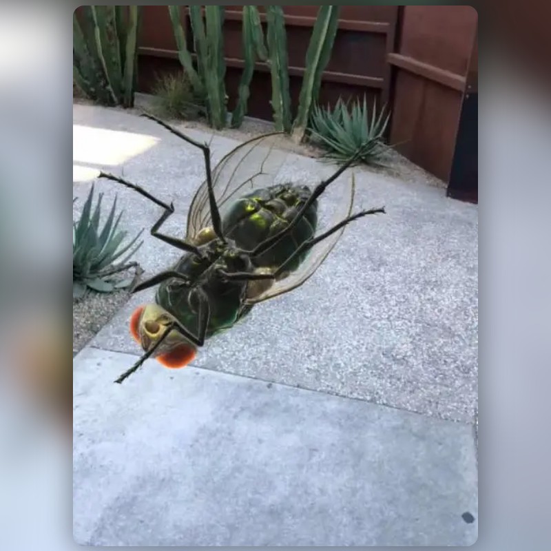 Realistic Fly Lens by Snapchat Snapchat Lenses and Filters