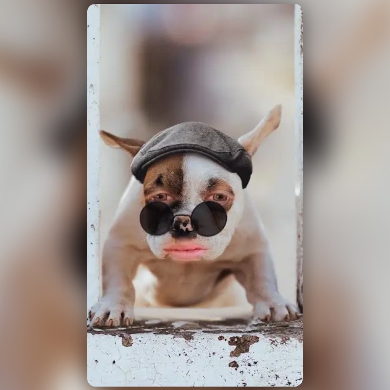 由 Snapchat 創作的 Fashion Dog 濾鏡 | Snapchat 特效鏡頭