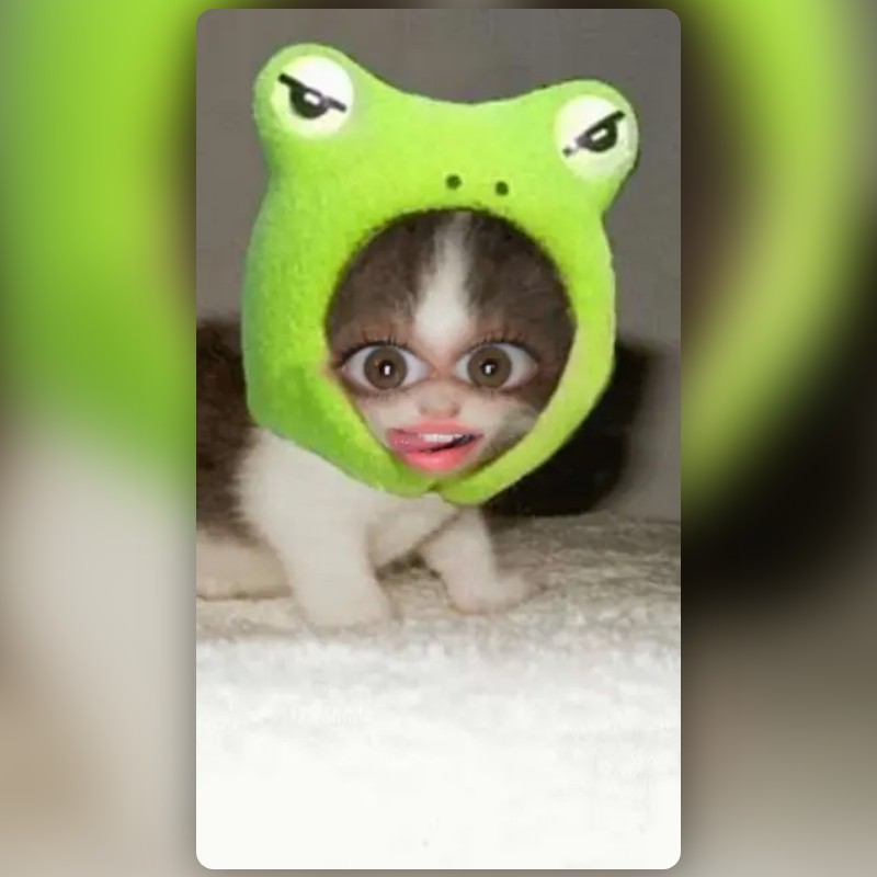 Frog Cat Lens by Brady ⁎ Snapchat Lenses and Filters