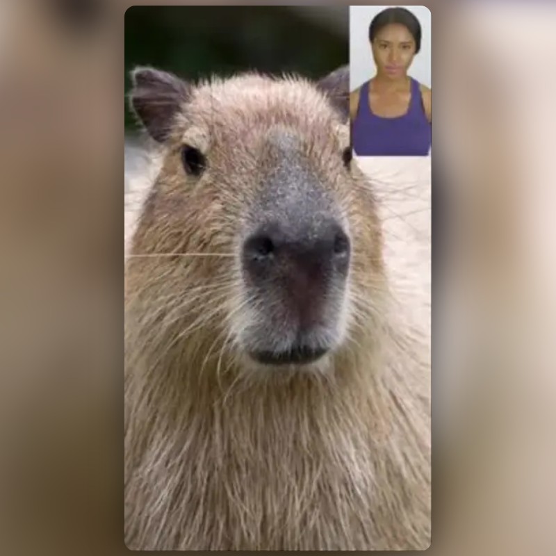 Capybara Facetime Lens by Tanner Cantwell Snapchat Lenses and Filters