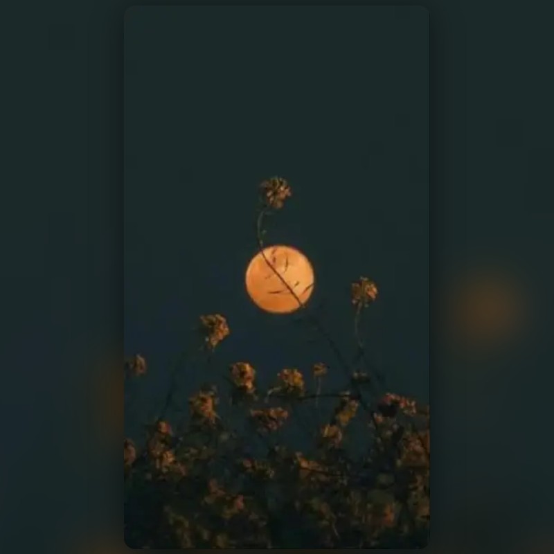 moon flowers Lens by Ritika Snapchat Lenses and Filters
