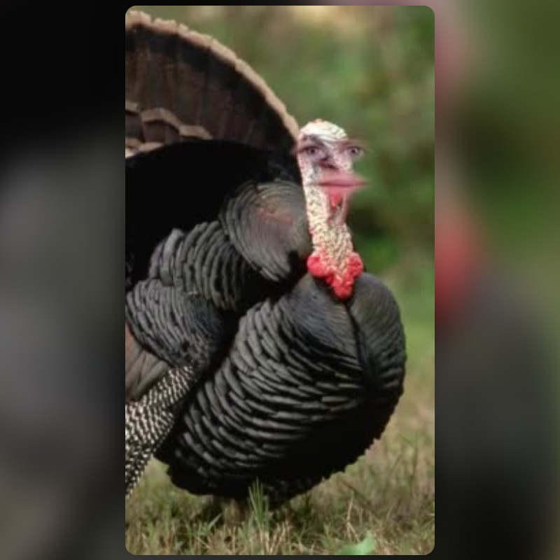 Turkey Lens by ERNIE - Snapchat Lenses and Filters