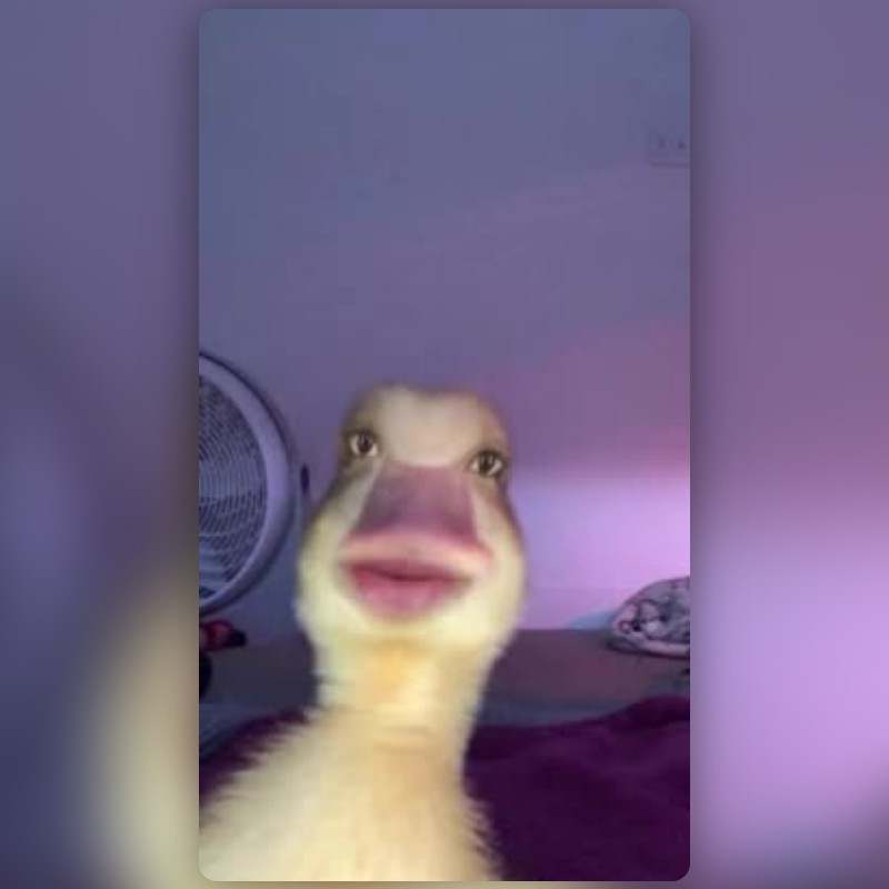 เลนส์ sad duck meme สร้างโดย Alysha A - เลนส์และฟิลเตอร์ Snapchat