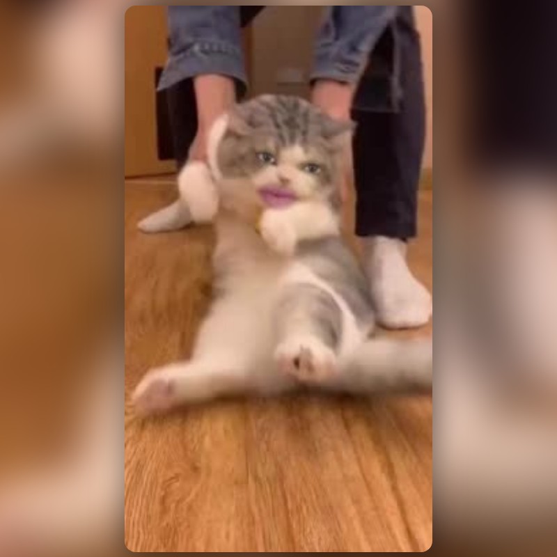 Standing Cat Meme Lens by Insyira - Snapchat Lenses and Filters