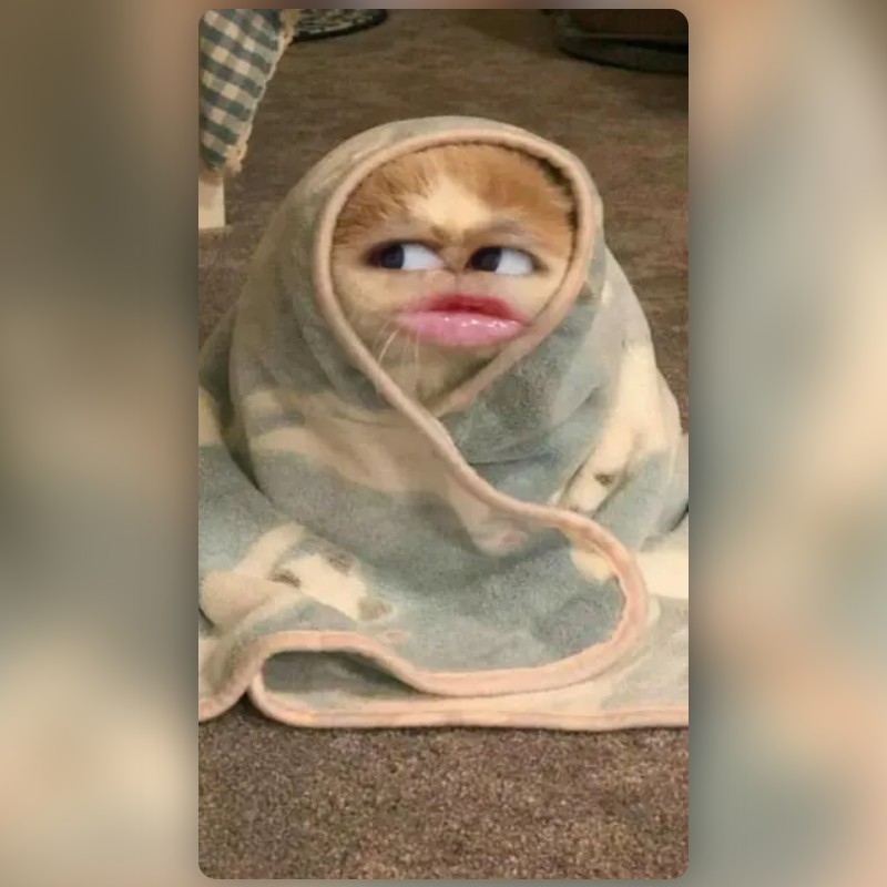 sleepy kitty Lens by Alysha A Snapchat Lenses and Filters