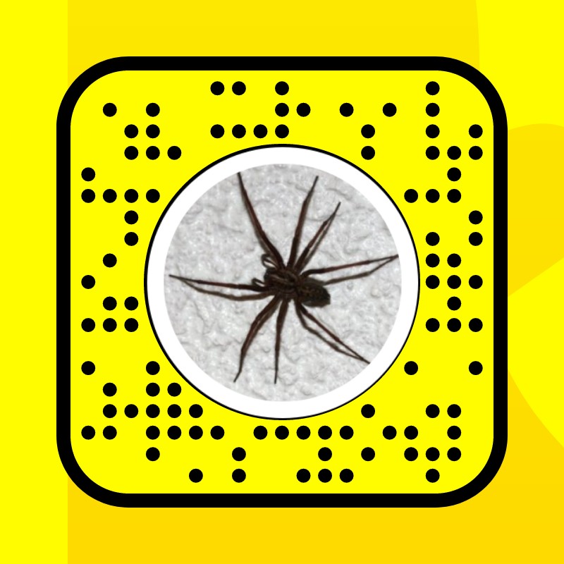 spiders  Search Snapchat Creators, Filters and Lenses