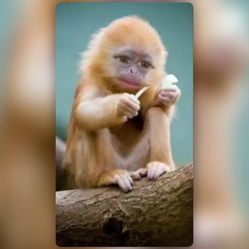 Monkey Lens by keziapricilla - Snapchat Lenses and Filters
