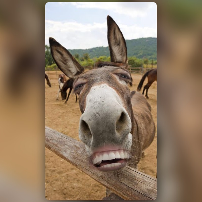 Funny discount donkey videos