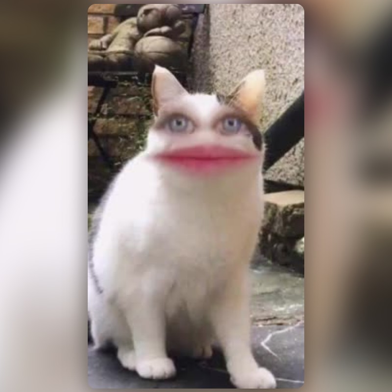 Angry Cat Lens by Amanda🦋🧿 - Snapchat Lenses and Filters
