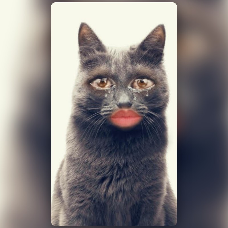 Thumb cat meme Lens by Bakhtiares - Snapchat Lenses and Filters