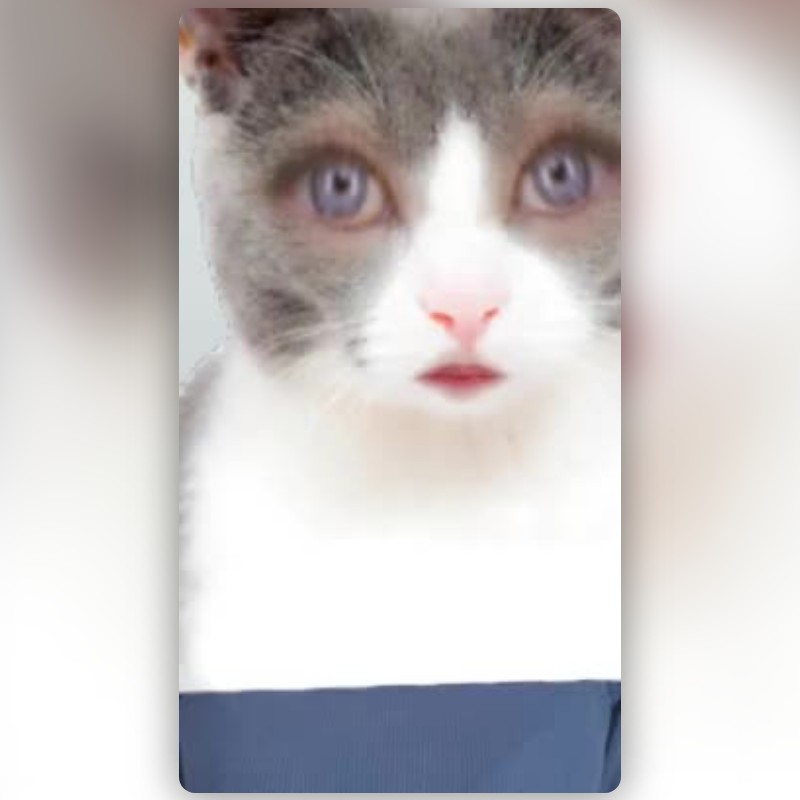 grumpy cat Lens by Gabie ꨄ - Snapchat Lenses and Filters