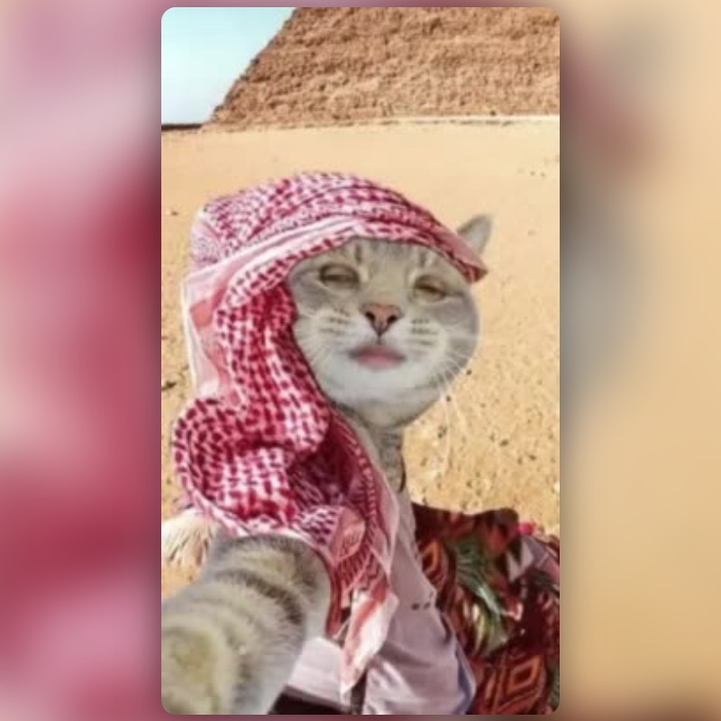 عدسة Lens Cat Arab من سناب شات - عدسات Lens وفلاتر سناب شات