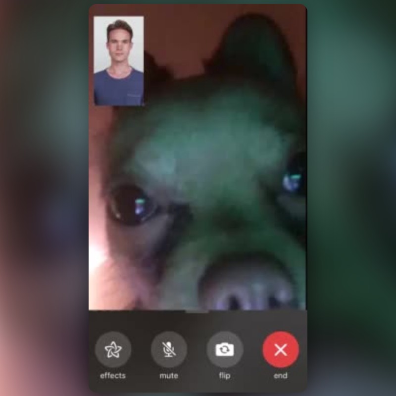 Dog Facetimes Girlfriend!, Dog Facetimes Girlfriend!